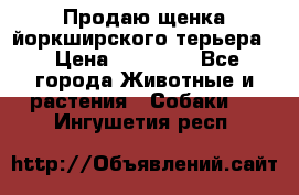 Продаю щенка йоркширского терьера  › Цена ­ 20 000 - Все города Животные и растения » Собаки   . Ингушетия респ.